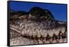 Eye of an American Crocodile-W. Perry Conway-Framed Stretched Canvas