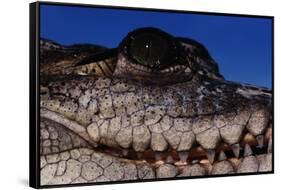 Eye of an American Crocodile-W. Perry Conway-Framed Stretched Canvas