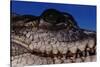 Eye of an American Crocodile-W. Perry Conway-Stretched Canvas