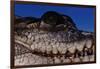 Eye of an American Crocodile-W. Perry Conway-Framed Photographic Print