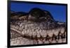 Eye of an American Crocodile-W. Perry Conway-Framed Photographic Print