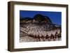 Eye of an American Crocodile-W. Perry Conway-Framed Photographic Print