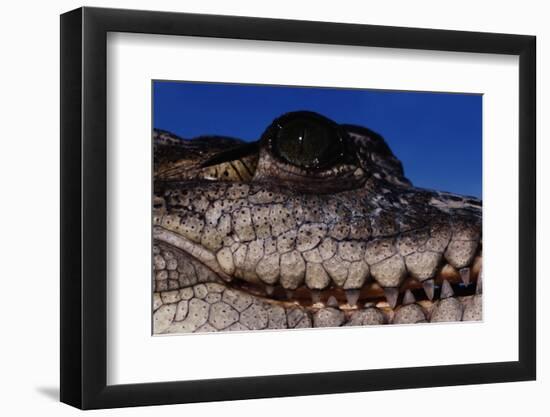 Eye of an American Crocodile-W. Perry Conway-Framed Photographic Print