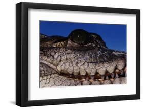 Eye of an American Crocodile-W. Perry Conway-Framed Photographic Print