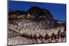 Eye of an American Crocodile-W. Perry Conway-Mounted Photographic Print