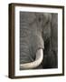 Eye of an Elephant Full Bleed-Martin Fowkes-Framed Giclee Print