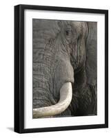 Eye of an Elephant Full Bleed-Martin Fowkes-Framed Giclee Print