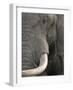 Eye of an Elephant Full Bleed-Martin Fowkes-Framed Giclee Print