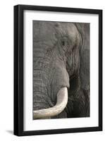 Eye of an Elephant-Martin Fowkes-Framed Giclee Print