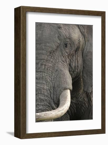 Eye of an Elephant-Martin Fowkes-Framed Giclee Print