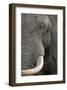 Eye of an Elephant-Martin Fowkes-Framed Giclee Print