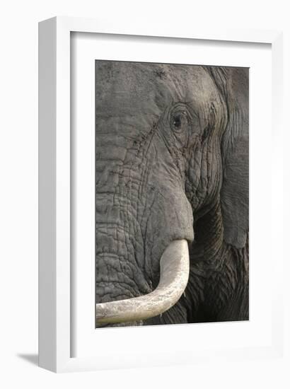 Eye of an Elephant-Martin Fowkes-Framed Giclee Print