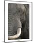 Eye of an Elephant-Martin Fowkes-Mounted Giclee Print