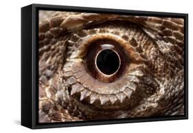 Eye of an Inland Bearded Dragon-Paul Souders-Framed Stretched Canvas