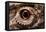 Eye of an Inland Bearded Dragon-Paul Souders-Framed Stretched Canvas