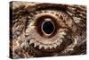 Eye of an Inland Bearded Dragon-Paul Souders-Stretched Canvas