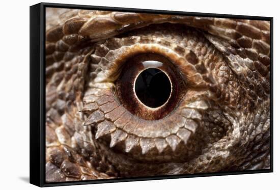 Eye of an Inland Bearded Dragon-Paul Souders-Framed Stretched Canvas