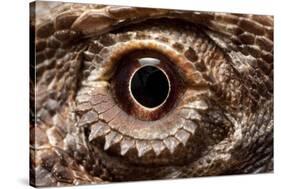 Eye of an Inland Bearded Dragon-Paul Souders-Stretched Canvas