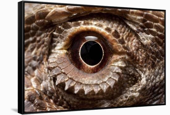 Eye of an Inland Bearded Dragon-Paul Souders-Framed Stretched Canvas