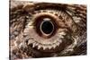 Eye of an Inland Bearded Dragon-Paul Souders-Stretched Canvas