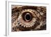 Eye of an Inland Bearded Dragon-Paul Souders-Framed Photographic Print