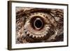 Eye of an Inland Bearded Dragon-Paul Souders-Framed Photographic Print