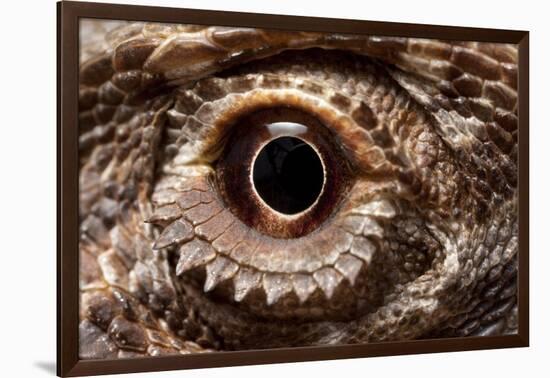 Eye of an Inland Bearded Dragon-Paul Souders-Framed Photographic Print