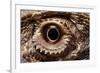 Eye of an Inland Bearded Dragon-Paul Souders-Framed Photographic Print