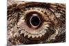 Eye of an Inland Bearded Dragon-Paul Souders-Mounted Photographic Print