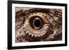 Eye of an Inland Bearded Dragon-Paul Souders-Framed Photographic Print