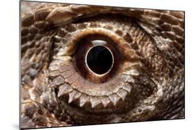 Eye of an Inland Bearded Dragon-Paul Souders-Mounted Photographic Print