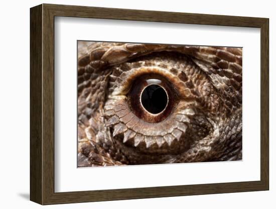 Eye of an Inland Bearded Dragon-Paul Souders-Framed Photographic Print