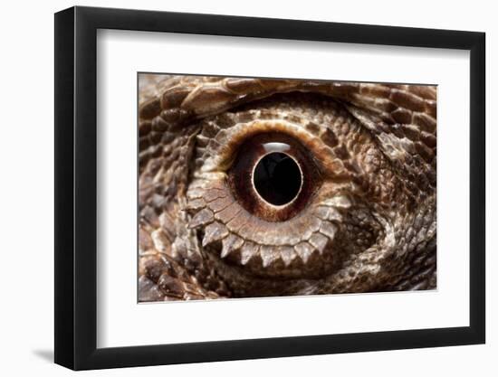 Eye of an Inland Bearded Dragon-Paul Souders-Framed Photographic Print