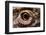 Eye of an Inland Bearded Dragon-Paul Souders-Framed Photographic Print