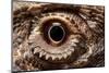 Eye of an Inland Bearded Dragon-Paul Souders-Mounted Photographic Print