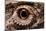 Eye of an Inland Bearded Dragon-Paul Souders-Mounted Photographic Print