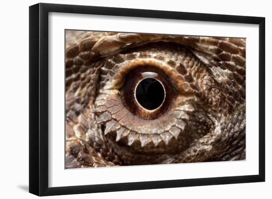 Eye of an Inland Bearded Dragon-Paul Souders-Framed Photographic Print