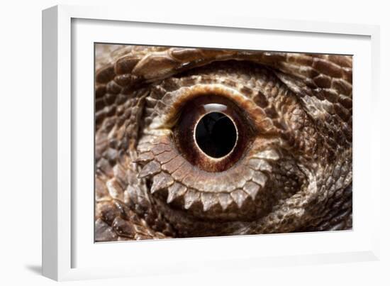 Eye of an Inland Bearded Dragon-Paul Souders-Framed Photographic Print