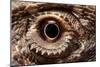 Eye of an Inland Bearded Dragon-Paul Souders-Mounted Photographic Print