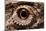 Eye of an Inland Bearded Dragon-Paul Souders-Mounted Photographic Print