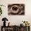 Eye of an Inland Bearded Dragon-Paul Souders-Stretched Canvas displayed on a wall