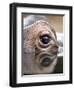 Eye of Hippo at Season Opening of Zoom Erlebniswelt Adventure Park in Gelsenkirchen, Germany-null-Framed Premium Photographic Print