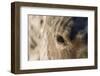 Eye of Quarter Horse-DLILLC-Framed Photographic Print