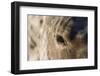 Eye of Quarter Horse-DLILLC-Framed Photographic Print