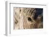 Eye of Quarter Horse-DLILLC-Framed Photographic Print