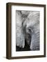 Eye of the African elephant, Serengeti National Park, Tanzania, East Africa, Africa-Ashley Morgan-Framed Photographic Print