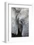 Eye of the African elephant, Serengeti National Park, Tanzania, East Africa, Africa-Ashley Morgan-Framed Photographic Print