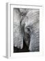 Eye of the African elephant, Serengeti National Park, Tanzania, East Africa, Africa-Ashley Morgan-Framed Photographic Print