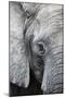 Eye of the African elephant, Serengeti National Park, Tanzania, East Africa, Africa-Ashley Morgan-Mounted Photographic Print