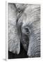 Eye of the African elephant, Serengeti National Park, Tanzania, East Africa, Africa-Ashley Morgan-Framed Photographic Print